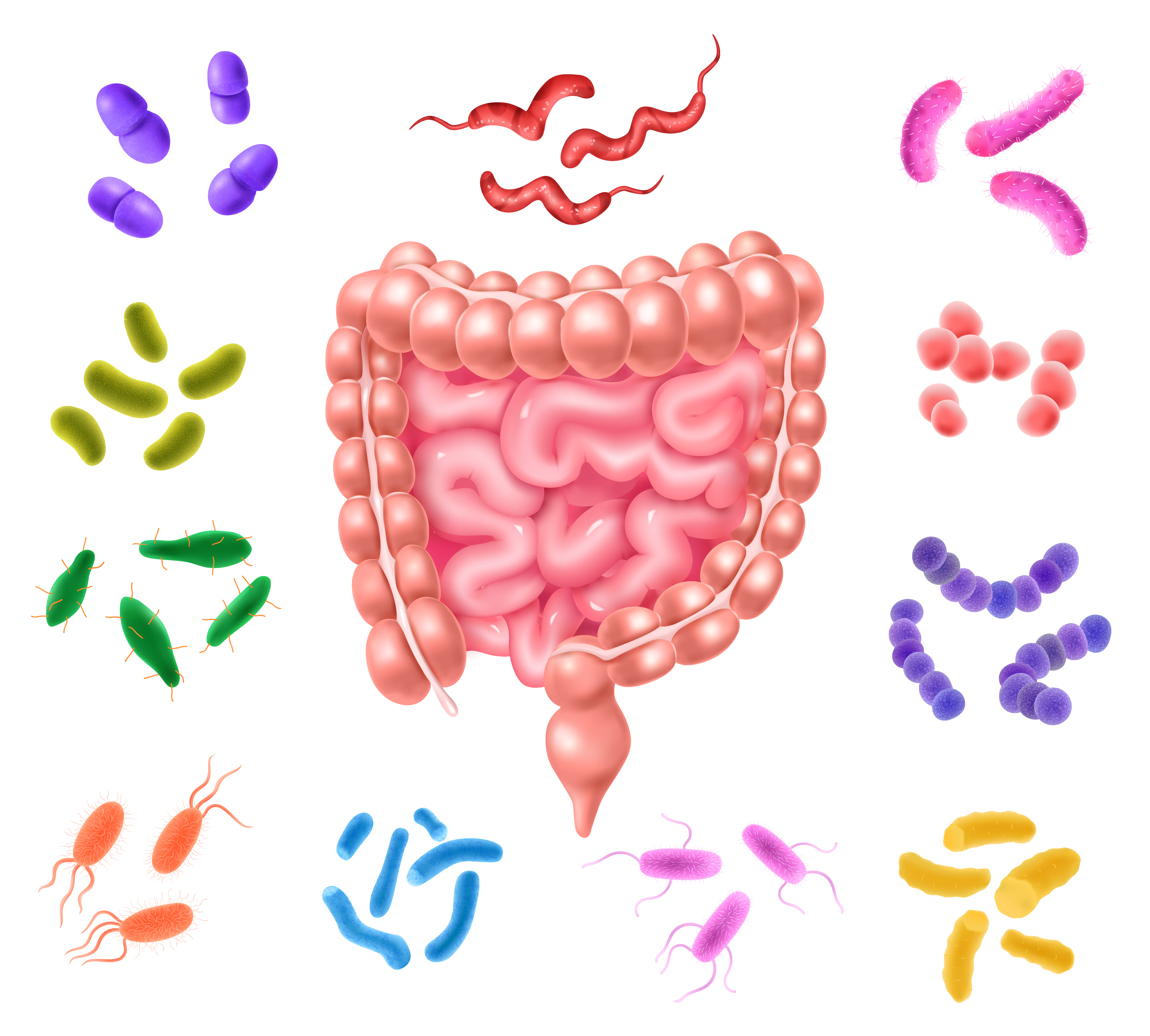 Le Microbiote Intestinal : Rôle, Soins et Bienfaits – Diététicienne à Narbonne